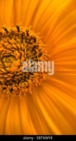 Makrofotografie Tithonia diversifolia (mexikanische Sonnenblume) gelbe Blume Zentrum. Stockfoto