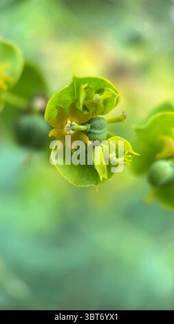 Zypressenspourge gelblich-grüne Blumen Makrofotografie. Eine Nahaufnahme der blühenden Pflanze. Stockfoto