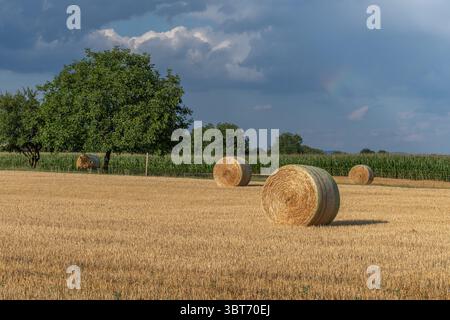 Große runde Heuballen sind über ein goldenes Feld verstreut, umgeben von leuchtenden grünen Bäumen unter einem teilweise bewölkten Himmel, während die Sonne in der ländlichen Landschaft untergeht Stockfoto