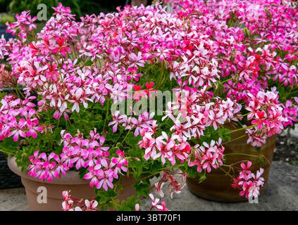 Leuchtend rosafarbene Pelargonien in voller Blüte, die von großen Blumentöpfen auf einer Terrasse übersprudeln Stockfoto