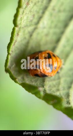 Eine Nahaufnahme einer Puppe eines Seekäfers. Makrofotografie. Stockfoto