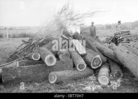Brennende Bäume mit niederländischer Ulmenkrankheit Leyduin Trees Nieuw-Vennep, Whizgle News, Dutch Desk, Niederlande, 1950 - 2000 am 21-08-1979. Diese Themen sind in der Abbildung dargestellt. In einer ländlichen Landschaft dominiert ein großer Haufen frisch geschnittener Baumstämme den Vordergrund. Die Stämme mit unterschiedlichem Durchmesser sind ordentlich gestapelt und weisen eine raue Rinde auf, die sich im Kontrast zum glatten, hellen Innenraum an den Enden befindet. Um die Basis herum verstreut sind dünne Äste und Zweige, wahrscheinlich Überreste des Protokollierungsprozesses. Zwei Figuren stehen neben dem Holzstapel. Einer scheint die Protokolle zu inspizieren, während der andere bei t steht Stockfoto