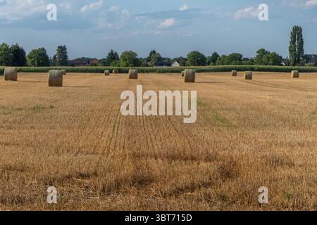 Große runde Heuballen sind über ein goldenes Feld verstreut, umgeben von leuchtenden grünen Bäumen unter einem teilweise bewölkten Himmel, während die Sonne in der ländlichen Landschaft untergeht Stockfoto