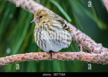 Kiefer siskin (Carduelis Pinus), Greater Sudbury, Ontario, Kanada Stockfoto