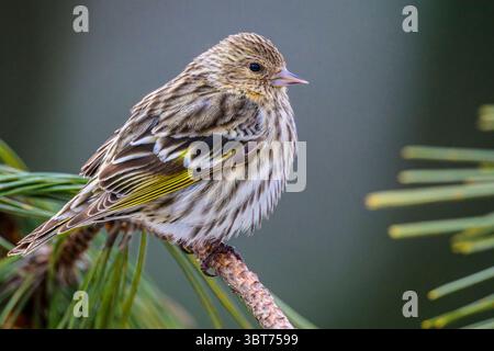 Kiefer siskin (Carduelis Pinus), Greater Sudbury, Ontario, Kanada Stockfoto