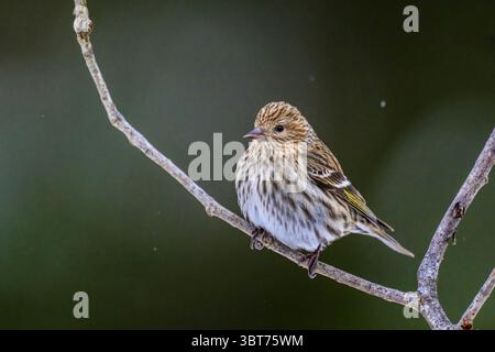 Kiefer siskin (Carduelis Pinus), Greater Sudbury, Ontario, Kanada Stockfoto