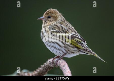 Kiefer siskin (Carduelis Pinus), Greater Sudbury, Ontario, Kanada Stockfoto