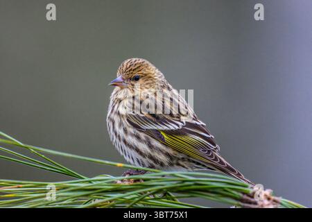 Kiefer siskin (Carduelis Pinus), Greater Sudbury, Ontario, Kanada Stockfoto