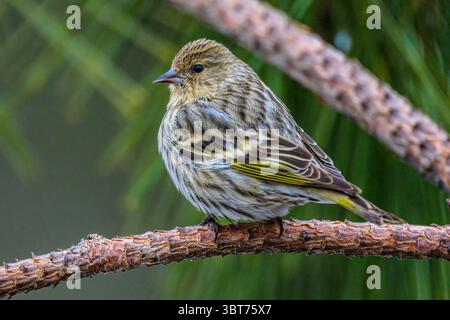 Kiefer siskin (Carduelis Pinus), Greater Sudbury, Ontario, Kanada Stockfoto