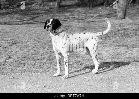 Hund (dalmatiner) an der Leine, Whizgle News, Dutch Desk, Niederlande, 1950 - 2000 am 06-03-1979. Das Bild enthält diese Themen. Eine auffällige Szene zeigt einen Hund, der selbstbewusst auf einem unbefestigten Weg steht, umgeben von einer natürlichen Kulisse. Der Hund hat ein hauptsächlich weißes Fell, das mit auffälligen schwarzen Flecken verziert ist und ein charmantes Muster schafft, das Charakter verleiht. Seine Ohren sind schwarz und bilden einen schönen Kontrast zum helleren Fell. Der Körper des Hundes ist leicht gedreht und zeigt seine sportliche Struktur und sein wachsames Verhalten, während er in die Ferne blickt. Die Umgebung ist mit Erdtönen und Akzentua strukturiert Stockfoto