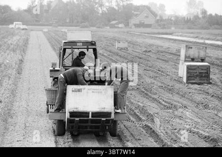 Erntelampen Hillegom/Lisse Lisse, Whizgle News, Dutch Desk, Niederlande, 1950 - 2000 am 20-06-1991. Das Bild enthält diese Themen. Ein riesiges Ackerfeld erstreckt sich unter einem bewölkten Himmel, das gedämpfte Licht weicht die Szene ab. Im Vordergrund sitzt ein Traktor, der in einem verblassten Farbton lackiert ist, teilweise auf einer gepflügten Reihe. Seine robusten Reifen sinken leicht in die feuchte Erde ein und hinterlassen deutliche Spuren im Boden. Drei Personen sind aktiv an der Arbeit auf dem Traktor beteiligt. Zwei von ihnen lehnen sich über die Kanten einer großen Holzkiste, ihre fokussierten Ausdrücke zeigen Teamwork und Dete an Stockfoto