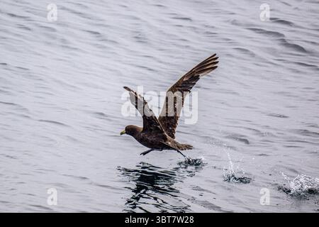 Weißköpfiges Petrel (Procellaria aequinoctialis), Chile, Pazifik, Patagonien, Chile, Stockfoto