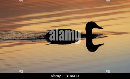Letzte Lichtbilder von Ducks on the River Coquet, Amble, Northumberland, Juli 2025. Stockfoto