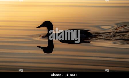 Letzte Lichtbilder von Ducks on the River Coquet, Amble, Northumberland, Juli 2025. Stockfoto