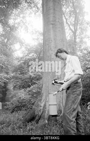 Kronenmessgerät für Baumgesundheit H'lemmerhout Trees, Whizgle News, Dutch Desk, Niederlande, 1950 - 2000 auf 29-08-1989. Diese Themen sind in der Abbildung dargestellt. In einer ruhigen Umgebung im Freien dominiert ein hoher, belaubter Baum die Szene mit seinem imposanten Stamm dick und strukturiert mit tiefen Rillen und einer breiten Basis. Der umliegende Wald ist üppig mit einer Palette von Grüntönen, die verschiedene Farbtöne von tiefem Smaragd bis hin zu helleren, lebhaften Tönen vermischen. Die allgemeine Atmosphäre fühlt sich ruhig und natürlich an, verstärkt durch sanfte Lichtstrahlen, die durch das Laub darüber filtern und einen flauschigen Effekt auf dem Boden erzeugen. Ein Mann steht dazu Stockfoto
