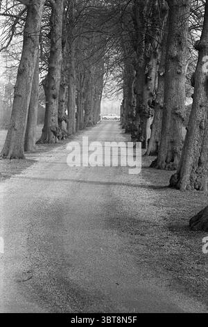 Tree Lane., Whizgle News, Dutch Desk, Niederlande, 1950 - 2000. Das Bild enthält diese Themen. Ein gewundener Kiesweg führt durch eine ruhige Szene, die auf beiden Seiten von hohen, imposanten Bäumen flankiert wird. Ihre knorrigen und strukturierten Stämme ragen majestätisch an, mit Ästen, die von Blättern befreit sind, bilden ein Baldachin, durch das Spuren von weichem Licht gefiltert werden können. Die Szene wird in einer monochromen Palette gerendert, die ihr eine nostalgische und kontemplative Stimmung verleiht. Die Kiesoberfläche reflektiert unterschiedliche Grautöne, wobei kleine Steine eine sanfte Textur unter dem Fuß erzeugen. Wie der Weg zu Dee führt Stockfoto