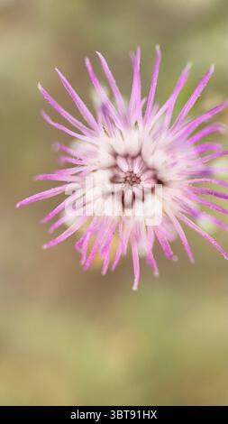 Makrofotografie mit diffusen Knapweed-Blumen. Nahaufnahme der Blume. Stockfoto