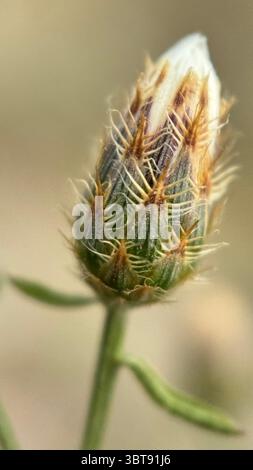 Makrofotografie mit diffusen Knapweed-Blumen. Nahaufnahme der Blume. Stockfoto