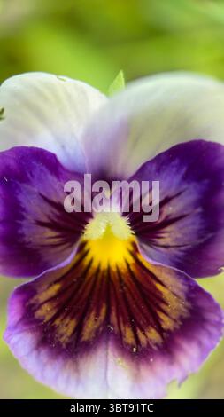 Eine Nahaufnahme von violetten und gelben Stiefmütterchen. Makrofotografie mit violetten Blüten Stockfoto
