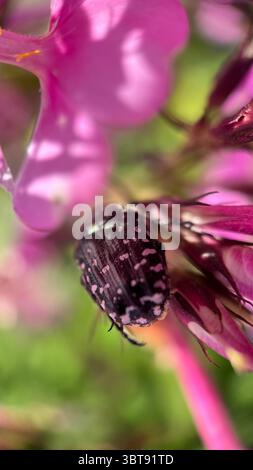 Eine Nahaufnahme eines weiß gepunkteten Rosenkäfers. Makrofotografie. Stockfoto