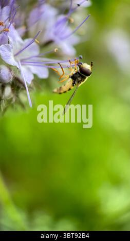 Schwarzweiß-Gelb-hoverfly, der eine Blume-Makrofotografie aufnimmt. Stockfoto