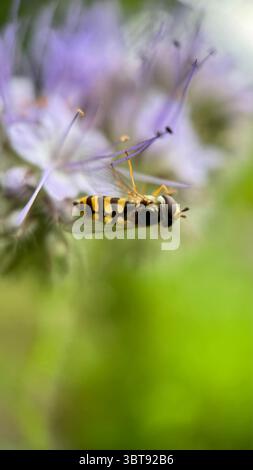 Schwarzweiß-Gelb-hoverfly, der eine Blume-Makrofotografie aufnimmt. Stockfoto