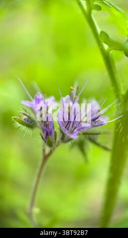 Lacy Phacelia Hellviolett Blumen Makrofotografie. Eine Nahaufnahme von violetten Blumen. Stockfoto