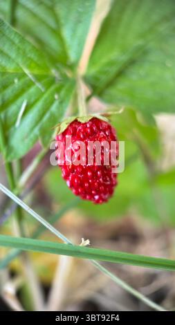 Eine Nahaufnahme von roten Erdbeerfrüchten. Makrofotografie. Stockfoto