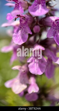 Makrofotografie mit rosafarbenen Blumen von Marsh. Stockfoto