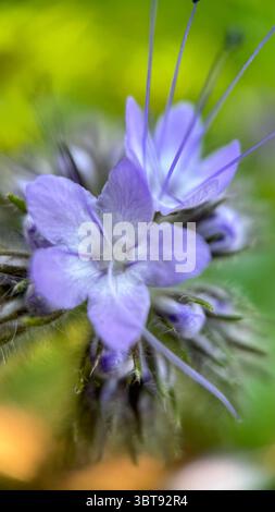 Lacy Phacelia Hellviolett Blumen Makrofotografie. Eine Nahaufnahme von violetten Blumen. Stockfoto