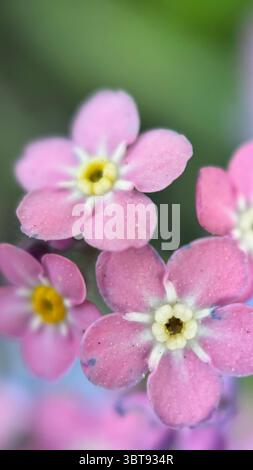 Rosa Rose Vergissmeint-nicht Blumen Makrofotografie. Eine Nahaufnahme von kleinen rosa Rosenblüten. Stockfoto