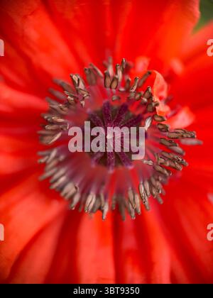 Eine Nahaufnahme einer Mohnblume. Papaver Rhoeas Makrofotografie. Stockfoto