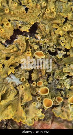 Gelbe Flechten, die auf einer Baumrinde wachsen, Makrofotografie. Eine Nahaufnahme einer leuchtend gelben und orangen Flechte. Stockfoto