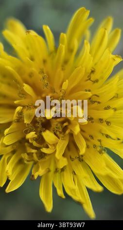 Gelbes Löwenzahnblume Makrofoto. Detaillierte Nahaufnahme eines gelben Löwenzahn. Stockfoto