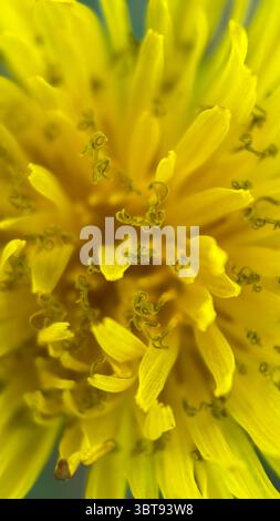 Gelbes Löwenzahnblume Makrofoto. Detaillierte Nahaufnahme eines gelben Löwenzahn. Stockfoto