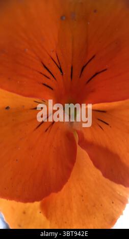 Makrofotografie mit orangefarbenen Stiefmütterchen. Stockfoto