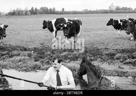Rettung eines Pferdes aus dem Graben, auch mit Hilfe der Polizei., Whizgle News, Dutch Desk, Niederlande, 1950 - 2000 im Jahr 1983. Diese Themen sind in der Abbildung dargestellt. In einer ländlichen Landschaft entfaltet sich eine Szene mit üppigen grünen Feldern, die sich unter einem überwiegend bewölkten Himmel erstrecken. Trotz der scheinbaren Anstrengung des Bauern herrscht in der Atmosphäre ein Gefühl der Ruhe. Ein Mann in weißem Hemd und Krawatte, sein Gesicht zeigt Konzentration und Anstrengung, ist an einer anspruchsvollen Aufgabe beteiligt. Er steht im Wasser, teilweise untergetaucht, während er an einem Seil zieht, das mit einem kämpfenden Pferd verbunden ist, das teilweise im Wa liegt Stockfoto