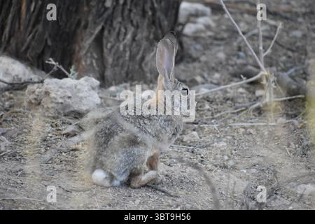 Niedliches braunes graues Häschen, das in Felsen sitzt, Naturwanderweg in der Wüste phoenix arizona Stockfoto