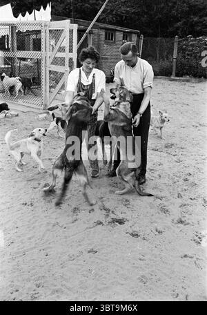 Hunde in IJmuiden Tierheim mit Administratoren Tiere, Whizgle News, Dutch Desk, Niederlande, 1950 - 2000 am 18-07-1962. Die Abbildung zeigt diese Themen. In einer sandigen Umgebung im Freien sind zwei Personen mit einer Gruppe von Hunden beschäftigt. Eine Person, eine Frau, trägt einen schwarz-weißen Overall und scheint mit den Tieren freudig zu interagieren, während die andere, ein Mann in einem hellen Hemd, ebenfalls spielerisch auf die Hunde zugeht. Die Hunde verschiedener Rassen sind begeistert, einige springen mit erhobenen Vorderbeinen hoch und sehnsüchtig nach Aufmerksamkeit. Um sie herum sind weitere Hunde verstreut acr Stockfoto