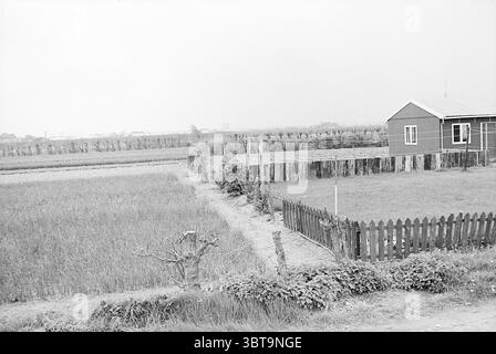 Stück Agrarland., Whizgle News, Dutch Desk, Niederlande, 1950 - 2000. Das Bild enthält diese Themen. Die Szene präsentiert eine ruhige ländliche Landschaft. Auf der einen Seite gibt es ausgedehnte Reisfelder, die von ordentlichen Reihen üppiger grüner Pflanzen gekennzeichnet sind, die sich zum Horizont hin erstrecken. Das lebhafte Grün ist von Anklängen von goldenen Körnern durchsetzt, was darauf hindeutet, dass der Reis sich der Ernte nähert. Auf der gegenüberliegenden Seite steht ein bescheidenes Haus, das in einem einfachen, traditionellen Stil gebaut wurde. Die hölzerne Außenseite ist in einem tiefen Rot gestrichen, der sich von den gedämpften Tönen der Landschaft abhebt. A Stockfoto