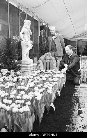 Floriade Spring Fair Spring Fair, Whizgle News, Dutch Desk, Niederlande, 1950 - 2000 am 05-03-1970. Die Abbildung zeigt diese Themen. In einem Gewächshaus kümmern sich drei Männer um eine lebhafte Tulpenreihe. Die Blüten zeigen verschiedene Rosa- und Gelbtöne, die einen lebhaften Kontrast zum reichen, dunklen Boden bilden. Die Männer, die in formeller Kleidung gekleidet sind, sind konzentriert und entschlossen auf ihre Aufgabe; zwei knien neben dem Tulpenbett und inspizieren sorgfältig die Pflanzen, während der dritte hinter ihnen steht und mit nachdenklichem Ausdruck beobachtet. Links eine klassische Steinstatue einer jungen Figur Stockfoto