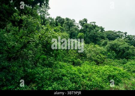 Landschaft des tropischen Torfsumpfwaldes. Senke aus natürlichem Kohlenstoff. Klimabilanz, Biodiversität und langfristige Nachhaltigkeit. Ökosystem von Feuchtgebieten Stockfoto