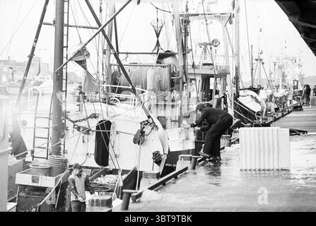 Fischauktion IJmuiden Fisheries and Other Fischhändler Fischen IJmuiden the Netherlands, Whizgle News, Dutch Desk, Niederlande, 1950 - 2000 am 28-04-1981. Dies sind die Elemente im Bild. Die Szene spielt in einem belebten Hafen, wo mehrere Boote angedockt sind, deren Rümpfe das sanfte Licht eines bewölkten Tages reflektieren. Die Schiffe variieren in ihrer Größe und bieten eine Mischung aus kommerziellen Fischerbooten und kleineren Booten mit Seilen und Netzen, die über Decks verteilt sind. Die Farbpalette ist überwiegend gedämpft, mit Grau- und Weißtönen, begleitet von gelegentlichen Farbakzenten von Angelausrüstung und Bojen. I Stockfoto