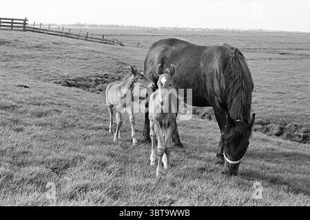 Pferd mit zwei Fohlen, Whizgle News, Dutch Desk, Niederlande, 1950 - 2000 am 05-1964. Dies sind die Themen im Bild. In einer ruhigen Hirtenlandschaft stehen zwei Fohlen neben einem großen, dunklen Pferd. Die Pferde befinden sich in einem weitläufigen grünen Feld, das von üppigem Gras gesäumt ist, das sanft in einer leichten Brise schwingt. Das größere Pferd, wahrscheinlich die Mutter, hat ein glänzendes Fell, das einen schönen Kontrast zu den weichen, erdigen Tönen des Grases und dem gedämpften Hintergrund bildet. Die Fohlen mit ihren helleren, sandigen Mänteln zeigen Jugendliche Energie und Neugier. Ein Fohlen ist näher an der Mutter positioniert. Stockfoto