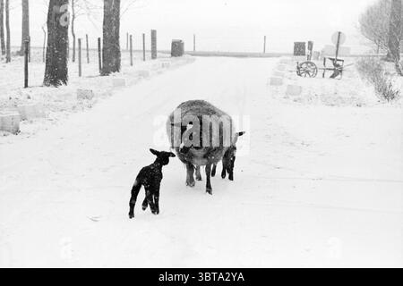 Lambs in the Snow Animals, Whizgle News, Dutch Desk, Niederlande, 1950 - 2000 am 09-02-1983. Diese Themen werden in der Abbildung angezeigt. In einer ruhigen Winterumgebung bedeckt weicher, weißer Schnee den Boden und schafft eine friedliche Atmosphäre. Flauschige Flocken fallen weiterhin sanft von einem bedeckten Himmel und tragen zur Ruhe der Szene bei. Im Vordergrund steht ein großes Schaf auf dem verschneiten Weg, dessen Wollfell dick und warm vor der kalten Kulisse aussieht. Er scheint wachsam zu sein und schützt vielleicht seine zwei kleineren Lämmer, die spielerisch in der Nähe interagieren. Die Lämmer, mit ihren schlanken Stockfoto