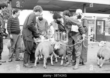 Schlachtopferfestival für Schafe Islam Haarlem the Netherlands, Whizgle News, Dutch Desk, Niederlande, 1950 - 2000 am 07-1988. Diese Themen werden in der Abbildung angezeigt. Die Szene zeigt eine lebhafte Umgebung im Freien, in der sich eine Gruppe von Einzelpersonen um mehrere Schafe versammelt. Die Einzelpersonen tragen schwere Arbeitskleidung, einschließlich Overalls und Stiefeln, was darauf hinweist, dass sie eine ländliche oder landwirtschaftliche Tätigkeit ausüben. Ihre Kleidung schlägt eine praktische, praktische Herangehensweise an die anstehende Aufgabe vor. Die Schafe, flauschig und hell, sind mit Seilen gefesselt, was ein Gefühl der Verbindung zwischen ihnen schafft Stockfoto