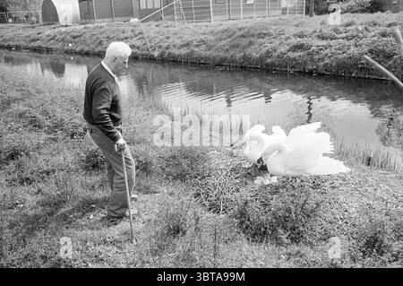 Mr. Smit mit Schwanennest im Hinterhof von Hoofddorp Birds Hoofddorp Niederlande, Whizgle News, Dutch Desk, Niederlande, 1950 - 2000 am 25-04-1988. Dies sind die Themen im Bild. Die Szene zeigt eine ruhige Umgebung am Fluss mit einem Gentleman mit grauen Haaren, gekleidet in einem dunklen Pullover und einer hellen Hose. Er steht mit Hilfe eines hölzernen Rohrs und lehnt sich leicht nach vorne, während er ein Paar Schwäne in der Nähe des Wasserrandes beobachtet. Die Schwäne sind in einem Nest aus Zweigen und Schilf eingebettet, das mehrere Eier enthält, was ihr Ernährungsverhalten zum Ausdruck bringt. Um das Nest herum, üppiges Grün Stockfoto