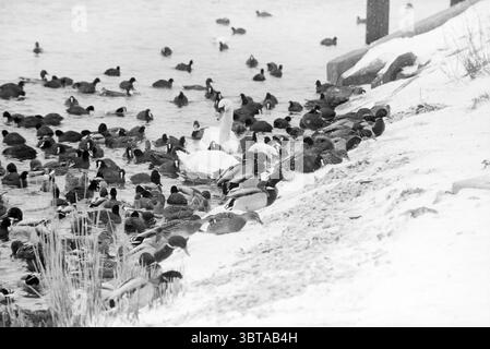 Schwäne und Enten in den Schnee- und Eisvögeln, Whizgle News, Dutch Desk, Niederlande, 1950 - 2000 am 15-01-1985. Dies sind die Themen im Bild. Die Szene zeigt einen ruhigen Wasserweg, der von einer Vielzahl von Enten umgeben ist, die anmutig über die Oberfläche schwimmen. Das Wasser, das ein gedämpftes Licht reflektiert, hat eine leicht gewellte Textur, die eine sanfte Brise anzeigt. Im Vordergrund sind mehrere Enten zu sehen, die sich entlang der verschneiten Ufer versammelt haben. Ihr abwechslungsreiches Gefieder verleiht Farbtupfer vor dem überwiegend monochromatischen Hintergrund. Die Enten in der Nähe der Küste zeigen Brauntöne, Schwarz und Grün, während A Stockfoto