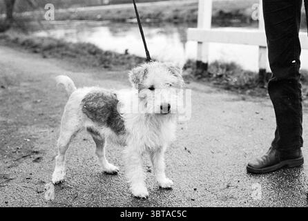 Dog vs. Week Dogs, Whizgle News, Dutch Desk, Niederlande, 1950 - 2000 am 08-12-1977. Dies sind die Themen im Bild. Die Szene zeigt einen kleinen, schmutzigen Hund, der auf einem nassen Pfad steht. Der Hund hat ein überwiegend weißes Fell mit hellbraunen Flecken, die ein strukturiertes Aussehen schaffen, das besonders um Gesicht und Körper sichtbar ist. Sein Fell ist leicht gerafft, was auf eine lebhafte Atmosphäre im Freien hindeutet. In der Nähe ist eine Person zu sehen, die teilweise verdeckt ist, aber durch die untere Hälfte eines Beines und einen robusten schwarzen Stiefel erkennbar ist, der einen Kontrast zur gedämpften Umgebung bildet. Die Person scheint einen lea in der Hand zu haben Stockfoto