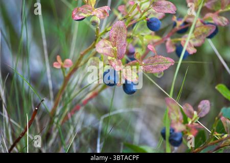 Reife Heidelbeeren wachsen auf einem Busch mit grünem Gras und bunten Blättern in einem Wald. Er wurde bei Tageslicht aufgenommen und bietet lebendige Farben und h Stockfoto